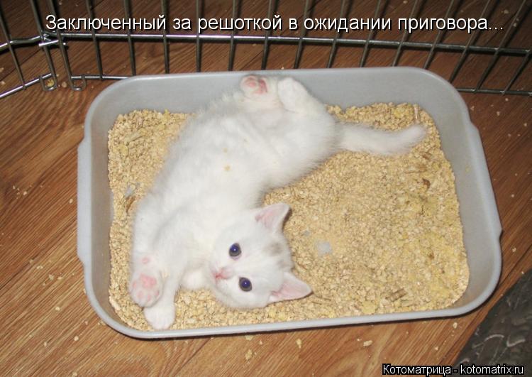 Котоматрица: Заключенный за решоткой в ожидании приговора... Заключенный за решоткой в ожидании приговора...