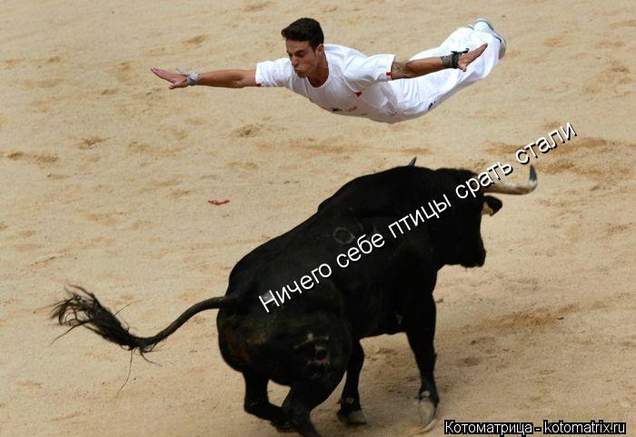 Котоматрица: Ничего себе птицы срать стали