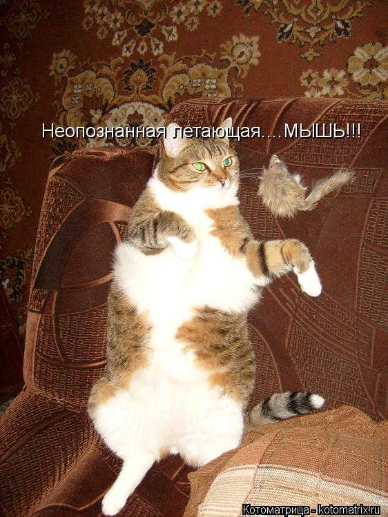 Котоматрица: Неопознанная летающая....МЫШЬ!!!