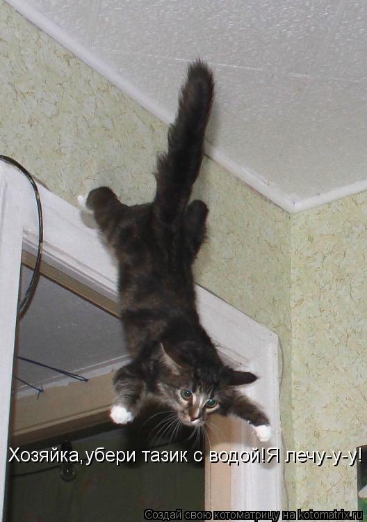 Котоматрица: Хозяйка,убери тазик с водой!Я лечу-у-у!