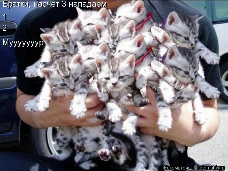 Котоматрица: Братки, насчёт 3 нападаем 1 2 Мууууууур