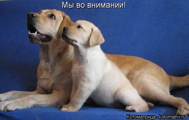 Котоматрица: Мы во внимании!