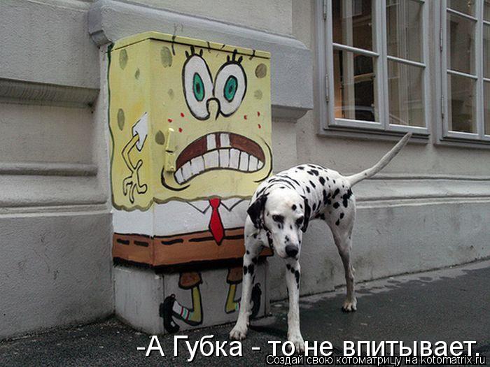 Котоматрица: -А Губка - то не впитывает.