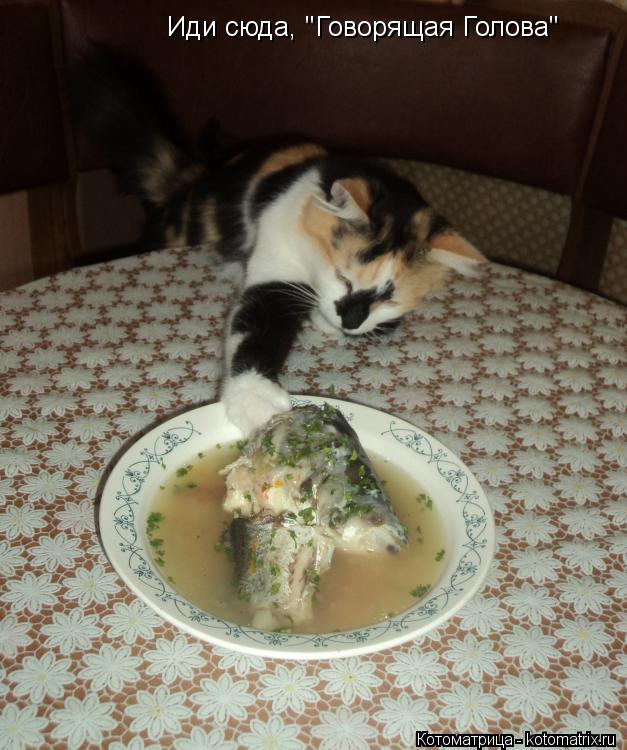 Котоматрица: Иди сюда, "Говорящая Голова"
