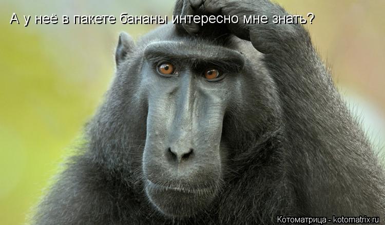 Котоматрица: А у неё в пакете бананы интересно мне знать?