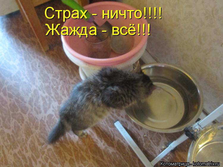 Котоматрица: Страх - ничто!!!! Жажда - всё!!!