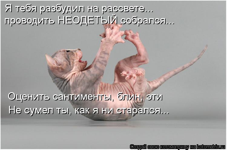 Котоматрица: Я тебя разбудил на рассвете... проводить НЕОДЕТЫЙ собрался... Оценить сантименты, блин, эти Не сумел ты, как я ни старался...
