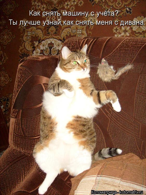 Котоматрица: Как снять машину с учёта? Ты лучше узнай,как снять меня с дивана.