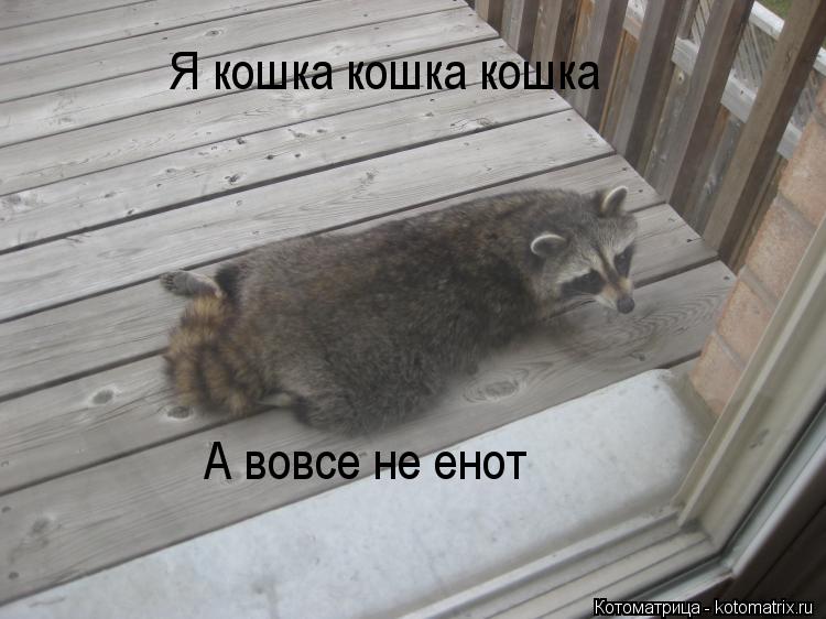 Котоматрица: Я кошка кошка кошка А вовсе не енот