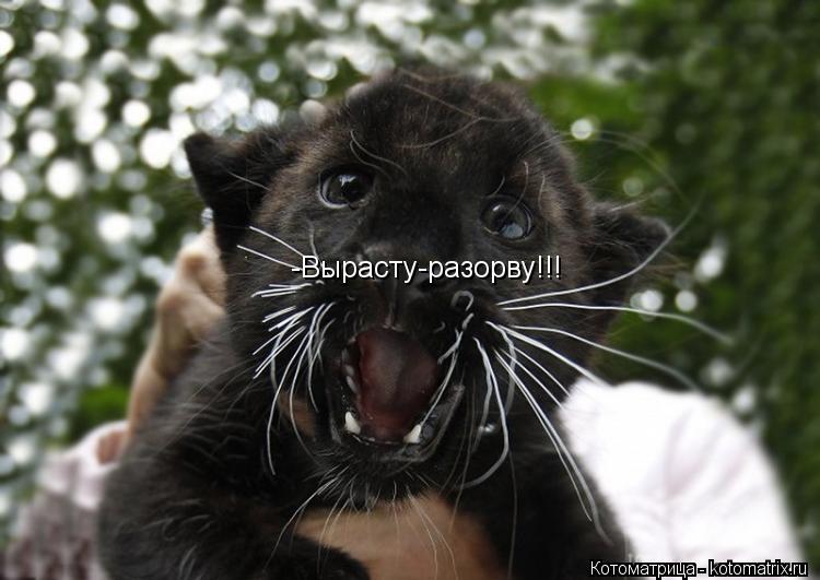 Котоматрица: -Вырасту-разорву!!!