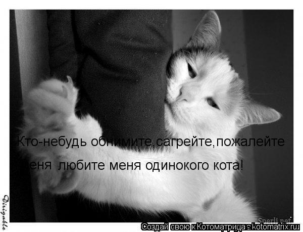 Кто-небудь обнимите,сагрейте,пожалейте меня любите меня одинокого кота!... Котоматрица: Кто-небудь обнимите,сагрейте,пожалейте меня любите меня одинокого кота!