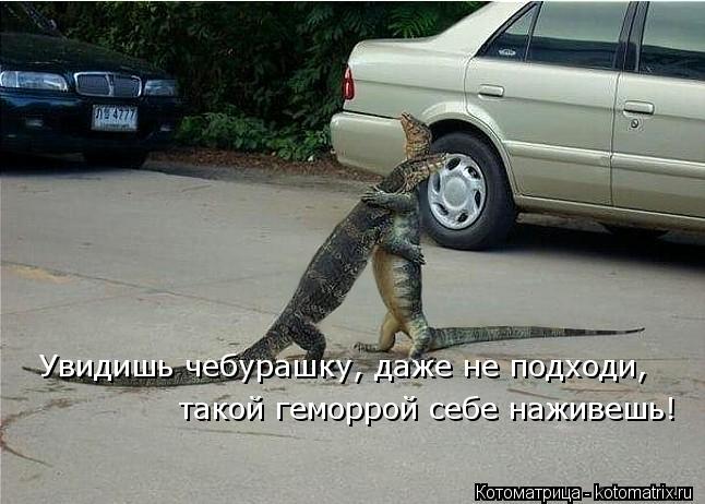Котоматрица: Увидишь чебурашку, даже не подходи, такой геморрой себе наживешь!