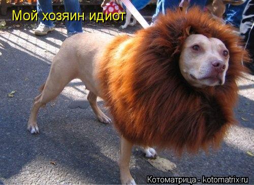 Котоматрица: Мой хозяин идиот