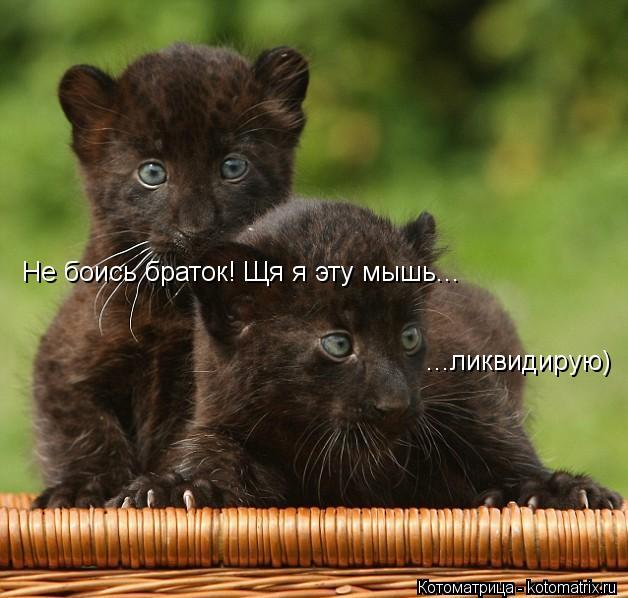 Котоматрица: Не боись браток! Щя я эту мышь... ...ликвидирую)