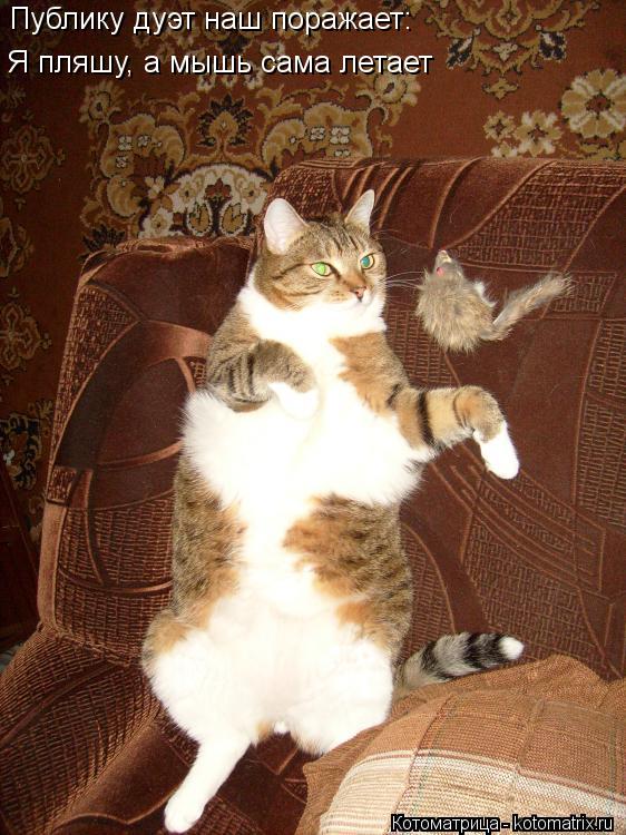 Котоматрица: Публику дуэт наш поражает: Я пляшу, а мышь сама летает