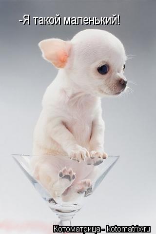 Котоматрица: -Я такой маленький!