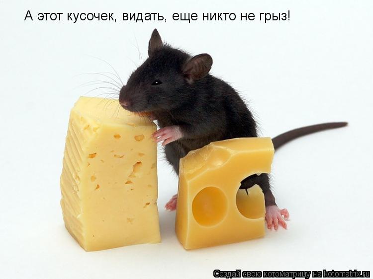 Котоматрица: А этот кусочек, видать, еще никто не грыз!