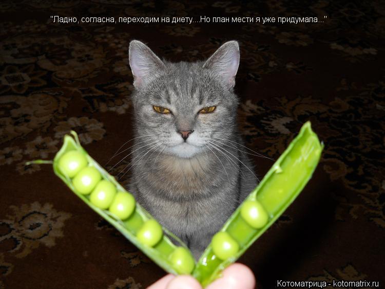 Котоматрица: "Ладно, согласна, переходим на диету....Но план мести я уже придумала..."