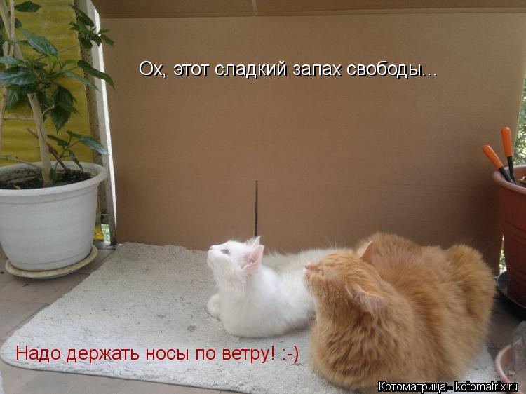 Ох, этот сладкий запах свободы... Надо держать носы по ветру! :-)... Котоматрица: Ох, этот сладкий запах свободы... Надо держать носы по ветру! :-)