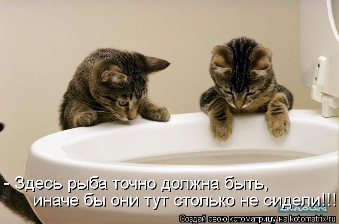 Котоматрица: - Здесь рыба точно должна быть, иначе бы они тут столько не сидели!!!