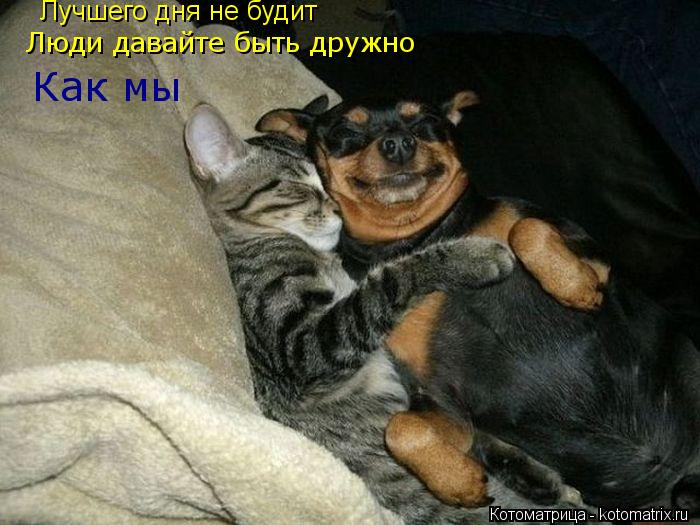 Котоматрица: Лучшего дня не будит Лучшего дня не будит Люди давайте быть дружно Как мы