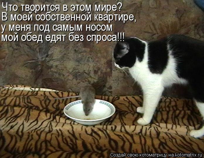 Что творится в этом мире? В моей собственной квартире, у меня под самым носом мой обед едят без спрос... Котоматрица: Что творится в этом мире? В моей собственной квартире, у меня под самым носом мой обед едят без спроса!!!
