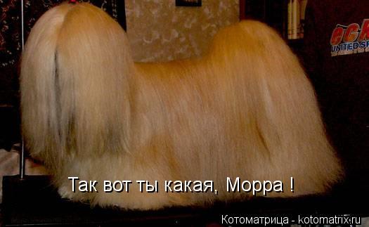 Котоматрица: Так вот ты какая, Морра !