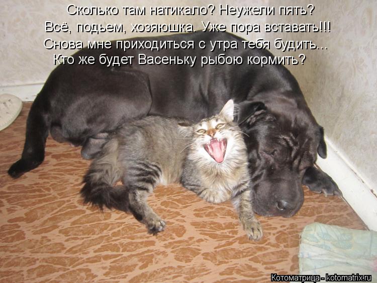 Котоматрица: Сколько там натикало? Неужели пять? Всё, подьем, хозяюшка. Уже пора вставать!!! Снова мне приходиться с утра тебя будить... Кто же будет Васень