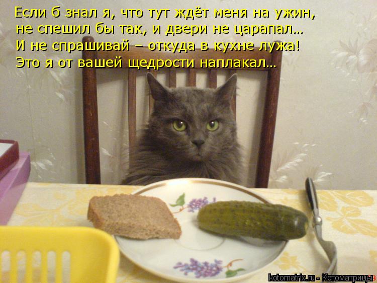 Котоматрица: Если б знал я, что тут ждёт меня на ужин, не спешил бы так, и двери не царапал… И не спрашивай – откуда в кухне лужа! Это я от вашей щедрости на