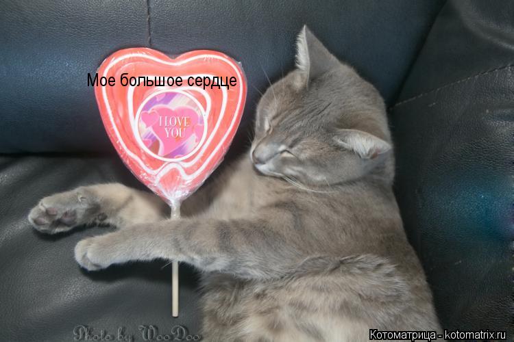 Котоматрица: Мое большое сердце