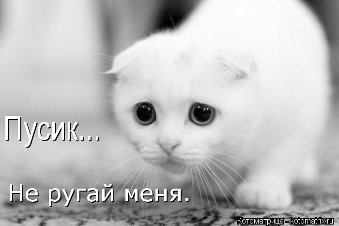 Котоматрица: Пусик... Не ругай меня.
