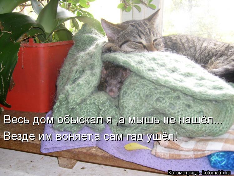 Котоматрица: Весь дом обыскал я ,а мышь не нашёл... Везде им воняет,а сам гад ушёл!