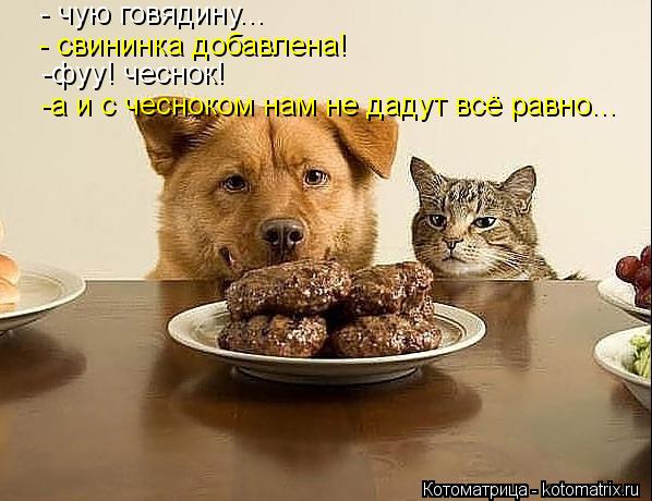 Котоматрица: - чую говядину... - свининка добавлена!  -фуу! чеснок! -а и с чесноком нам не дадут всё равно...