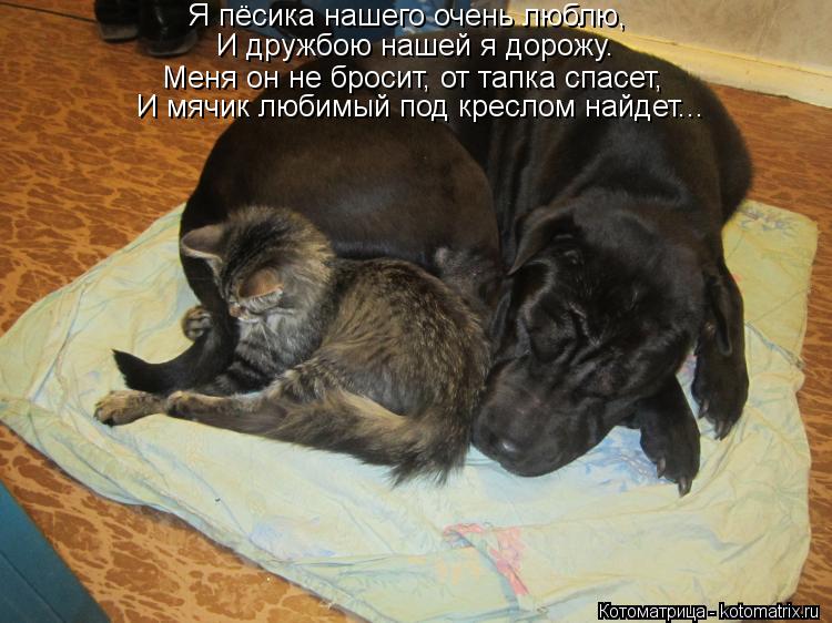 Котоматрица: Я пёсика нашего очень люблю, И дружбою нашей я дорожу. Меня он не бросит, от тапка спасет, И мячик любимый под креслом найдет...