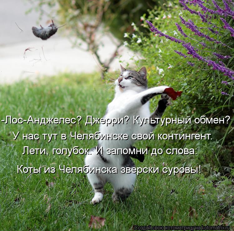 Котоматрица: -Лос-Анджелес? Джерри? Культурный обмен? У нас тут в Челябинске свой контингент. Лети, голубок. И запомни до слова: Коты из Челябинска зверски