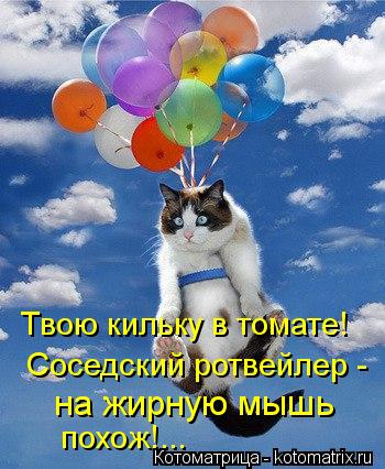 Котоматрица: Твою кильку в томате!  Соседский ротвейлер -  на жирную мышь   похож!...