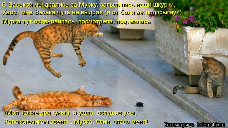 С Васькой мы дрались за Мурку, запылились наши шкурки, Хвост мне Васька чуть не выдрал (я от боли аж ... Котоматрица: С Васькой мы дрались за Мурку, запылились наши шкурки, Хвост мне Васька чуть не выдрал (я от боли аж подпрыгнул), Мурка тут остановилась, посм