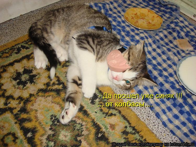 Котоматрица: - Да прошел уже синяк !!! ... от колбасы....