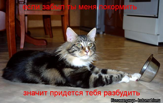 Котоматрица: если забыл ты меня покормить значит придется тебя разбудить