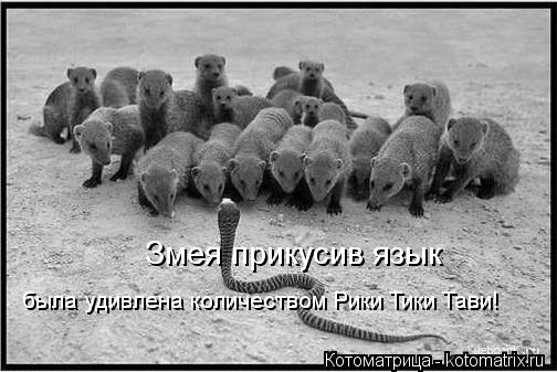 Котоматрица: Змея прикусив язык  была удивлена количеством Рики Тики Тави!