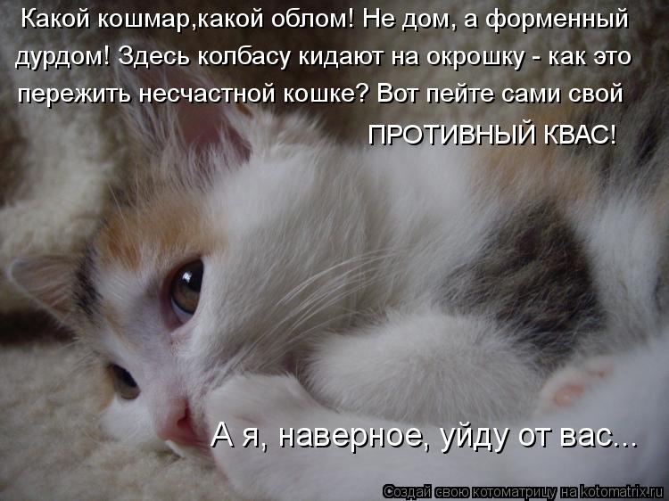Котоматрица: Какой кошмар,какой облом! Не дом, а форменный  дурдом! Здесь колбасу кидают на окрошку - как это  пережить несчастной кошке? Вот пейте сами св