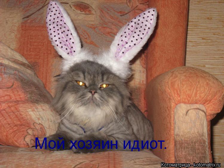 Котоматрица: Мой хозяин идиот.