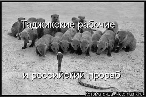 Котоматрица: Таджикские рабочие  и российский прораб