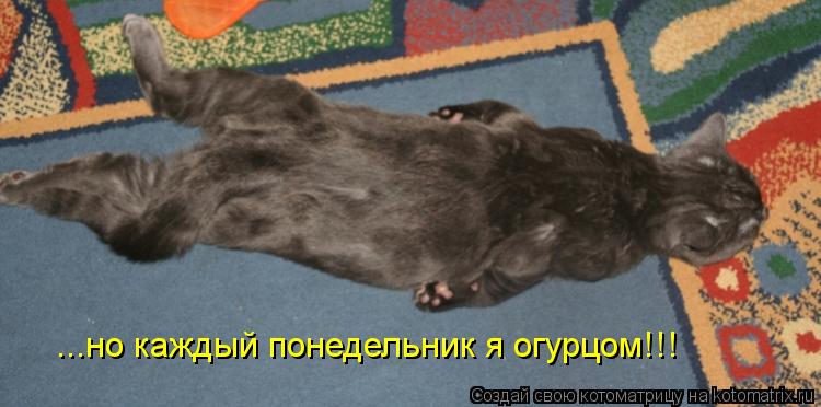Котоматрица: ...но каждый понедельник я огурцом!!!