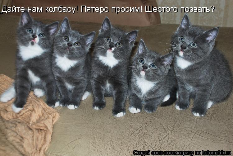 Котоматрица: Дайте нам колбасу! Пятеро просим! Шестого позвать?
