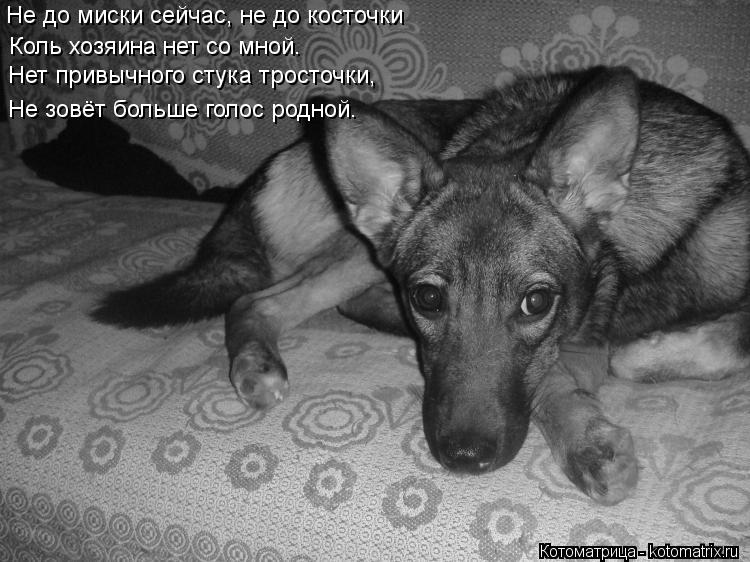 Котоматрица: Не до миски сейчас, не до косточки  Коль хозяина нет со мной.  Нет привычного стука тросточки, Не зовёт больше голос родной.