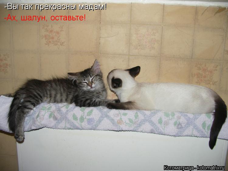 Котоматрица: -Вы так прекрасны мадам! -Ах, шалун, оставьте!