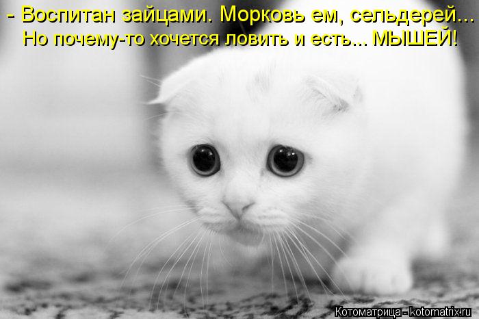 Котоматрица: - Воспитан зайцами. Морковь ем, сельдерей... Но почему-то хочется ловить и есть... МЫШЕЙ!