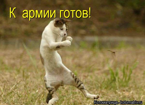 Котоматрица: К  армии готов!
