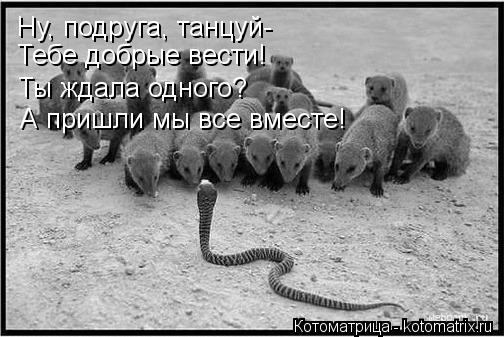 Котоматрица: Ну, подруга, танцуй- Тебе добрые вести! Ты ждала одного? А пришли мы все вместе!